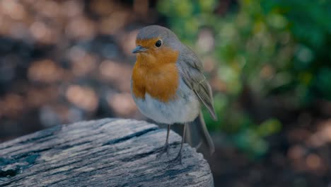 Handheld-shot-of-a-robin-singing-on-a-park-bench