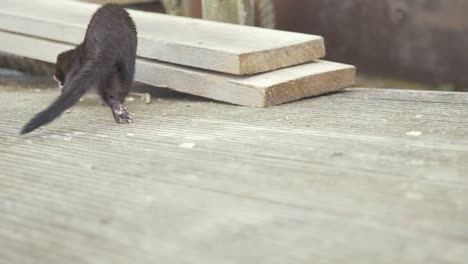 Wild-mink-rubs-its-body-to-mark-territory-before-running-off-SLOW-MOTION