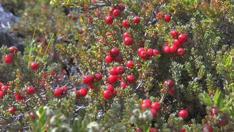 Red-Calafate-Berries-bush-in-Patagonia,-Argentina