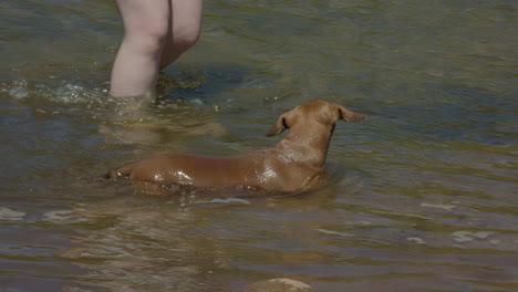 Sausage-dog-swimming-next-to-owner-before-turning-to-receive-a-pat-on-the-head