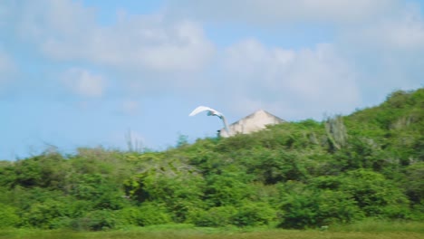 In-this-footage-you-can-see-a-stork-flying-over-green-jungle-forest-and-water-in-Willemstad,-Curacao