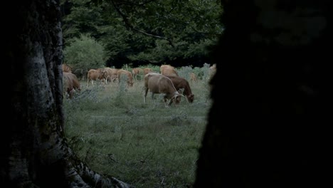 Vacas-En-Pasto-En-El-Campo-De-Montaña-Italiano