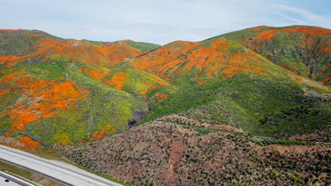 Aerial-descending-shot-of-the-super-bloom-of-golden-poppies-by-Lake-Elsinore-California-and-Walker-Canyon-by-the-I15