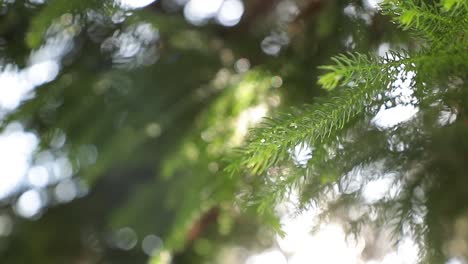 Pine-tree-leaf-with-bokeh-background
