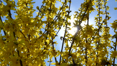 Bright-Summer-Sun-Through-Forsythia-Blossom,-4K