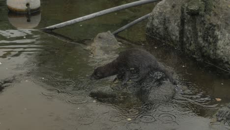 Wild-mink-shakes-off-water-and-jumps-to-rock-SLOW-MOTION