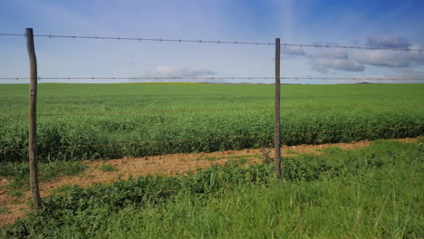 Green-field-crops-swaying-in-wind-in-countryside-behind-barbed-wire-fence,-blue-sky,-panning-shot