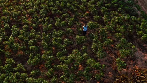 Aerial-shot-over-a-farmer-working-in-a-plantation-in-Brazil