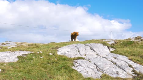Lost-cattle-cow-wandering-at-Connemara-county-Galway,-Ireland