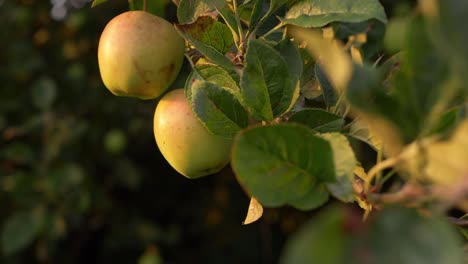 Apfelbaum-Mit-Reifen-Grünen-Goldenen-Äpfeln-Mittlerer-Aufnahme