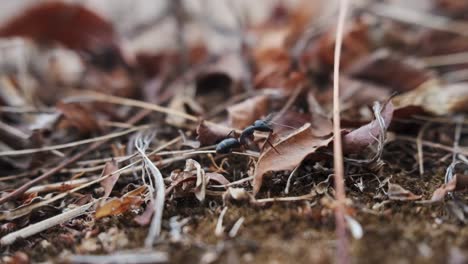 Little-black-ant-walking-over-beautiful-autumnal-leaves-slow-motion