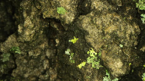 A-Moss-Plants-Growing-In-The-Concrete-Damp-Surface-Of-A-Wall---Close-Up-Shot