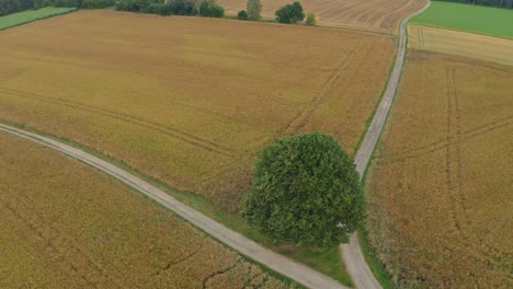 Drone-flight-around-a-lonely-tree-in-the-middle-of-fields-with-a-adjacent-colony-and-a-forest-next-to-the-restful-scenery