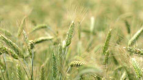 Detailed-close-up-of-wheat-ears-blowing-in-strong-winds