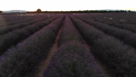 Drone-horizontal-movement-above-a-lavender-field-during-sunset