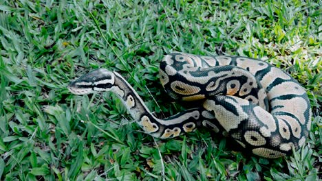 Close-up-on-python-ball-on-the-grass