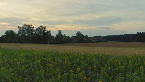 Enthüllende-Aufnahme-Von-Sonnenblumen-Auf-Einem-Feld,-Um-Die-Abgeernteten-Felder-Und-Die-Kleine-Stadt-Hinter-Den-Pflanzen-Zu-Entdecken