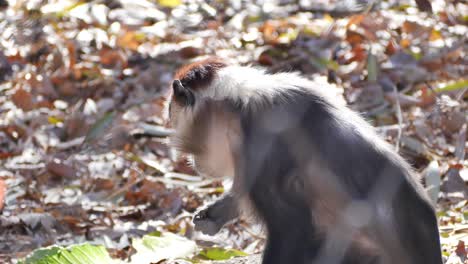 A-red-crowned-mangabey-in-captivity-chewing-something-it-found-on-the-ground