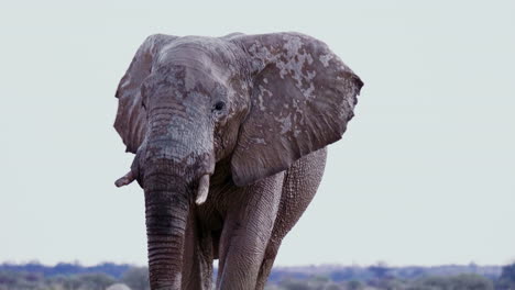 A-Bull-Elephant-With-Broken-Tusks-Walking-At-The-Savanna-In-Nxai-Pan,-Botswana---close-up