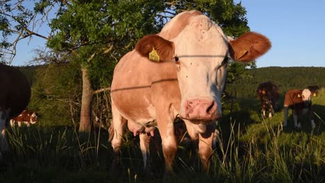 Vaca-Pastando-En-Un-Prado-Mirando-A-La-Cámara