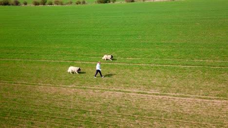 Aerial-view-of-a-man-walking-with-his-purebred-Caucasian-Shepherd-dogs-on-a-field