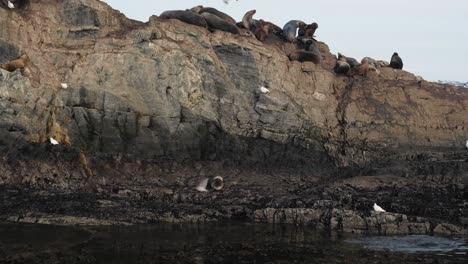 Tourist-boat-sailing-around-rocky-island-full-of-fur-seals-and-birds