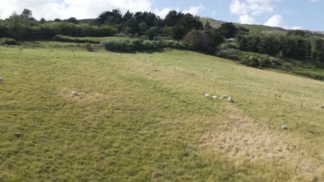Lämmer-Und-Schafe-Grasen-An-Einem-Sonnigen-Tag-In-Irland-Auf-Dem-Hügel-In-Den-Wicklow-Mountains