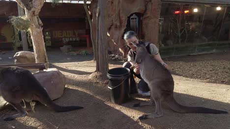 A-female-zoo-keeper-is-patting-on-Furry-Black-Australian-Wallaroo-Kangaroos-in-Wild-Life-Sydney-Zoo,-Darling-Harbour