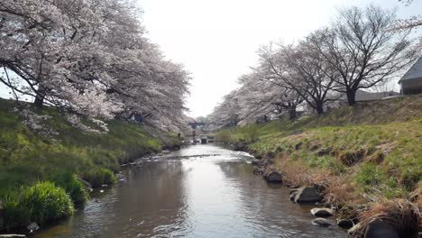 Vista-Panorámica-Del-Hermoso-Canal-Pequeño-Natural-Con-árboles-De-Flores-De-Sakura-En-Ambos-Lados-Del-Canal-Con-Plena-Floración-En-El-Día-De-Sol-De-Primavera-En-Kikuta,-Fukushima,-Japón