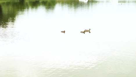 Ducks-swimming-in-the-lake