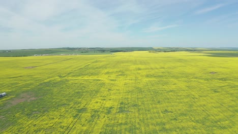 Aerial-view-of-a-vast-canola-field-in-Canada