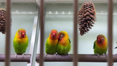 Small-little-birds-Sun-Conure-happily-playing-in-the-cage-at-a-Pet-Shop-in-Sydney,-Australia