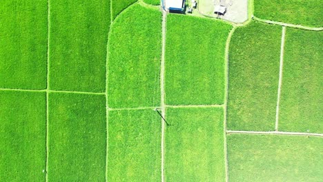 Beautiful-green-landscape-of-square-rice-parcels-of-agricultural-farm-growing-on-tropical-island-in-Vietnam,-copy-space