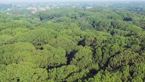 Aerial-view-of-green-tree-tops,-as-the-camera-descends-while-tilting-up-to-the-horizon
