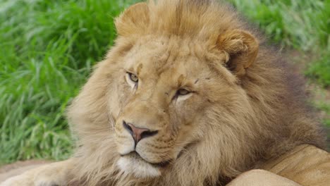 male-lion-ear-flips-listening-for-prey