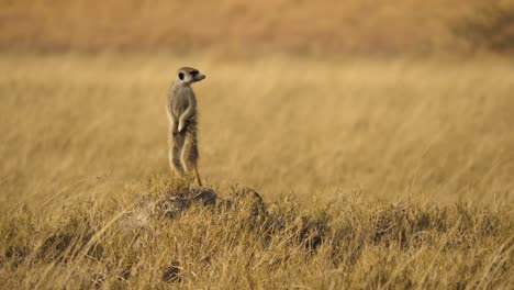 Establishing-shot-of-a-meerkat-on-high-alert,-looking-over-its-shoulder-for-danger-on-the-dry-grassy-plains-of-the-Makgadikgadi-Pan-in-Botswana