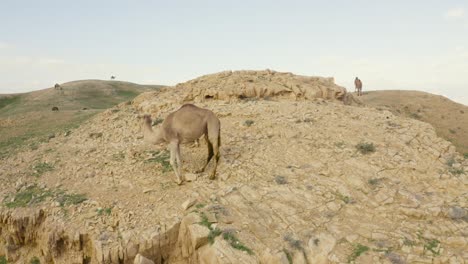 Desert-camel-close-up-shot-pull-out-to-a-wide-shot-of-the-desert-mountain-cliffs-half-covered-with-green-grass,-aerial-drone-shot-Israel