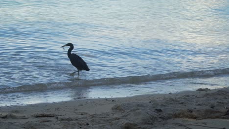 Pacific-Reef-Heron-hunting-and-catching-two-fish-in-shallow-water-on-beach,-Fiji