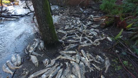 Dead-Salmon-after-spawning-on-the-creek