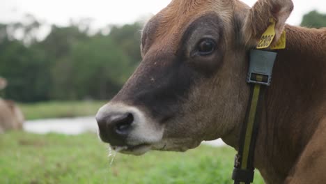 Sabbernde-Kuh-Blickt-In-Richtung-Kamera
