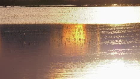 Sonnenlicht-Spiegelt-Sich-Auf-Ruhigem-Wasser,-Reisfeld-Bei-Sonnenaufgang