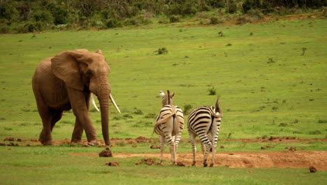 Elephant-walking-through-passing-zebras-as-he-heads-towards-waterhole