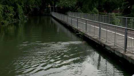 Komondo-dragon-is-swimming-towards-a-bridge-in-the-park
