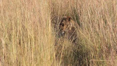 Well-camouflaged-lioness-lies-in-tall-savanna-grass-in-mid-day-sunshine