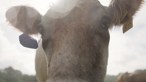 Curious-milking-cow-looking-into-the-camera