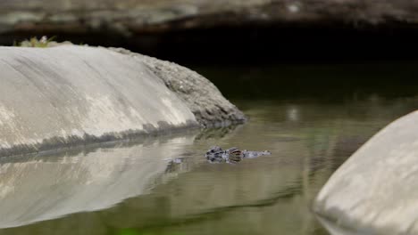 Amerikanischer-Alligator-Im-öffentlichen-Kanal