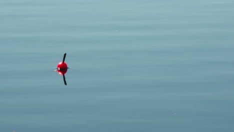 Flotador-De-Pesca-Rojo-En-Una-Superficie-De-Aguas-Tranquilas
