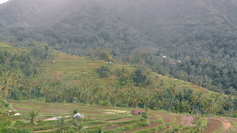remote-area-inn-Bali...rice-paddy