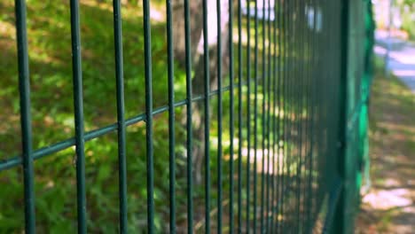 Green-metal-fence-with-a-garden-behind-it-and-pathway-in-the-distance