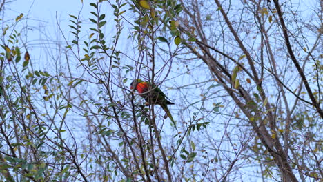 Rainbow-Lorikeet-Pair-Fly-From-Branch-To-Branch-in-A-Gum-Tree,-SLOW-MOTION